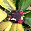 Cat Astrology Scorpio